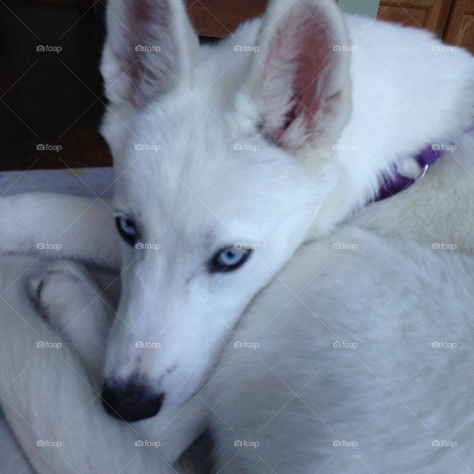 White husky