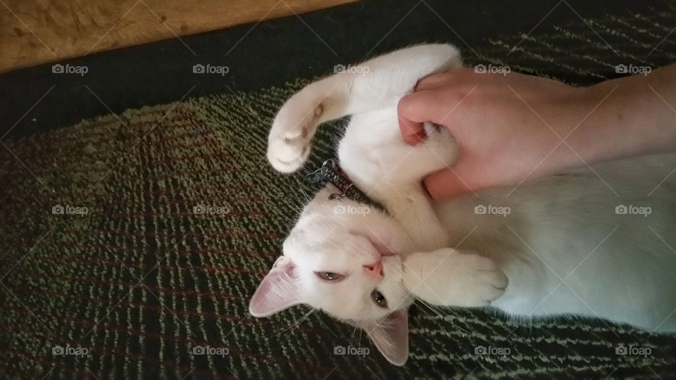 White Kitty Love