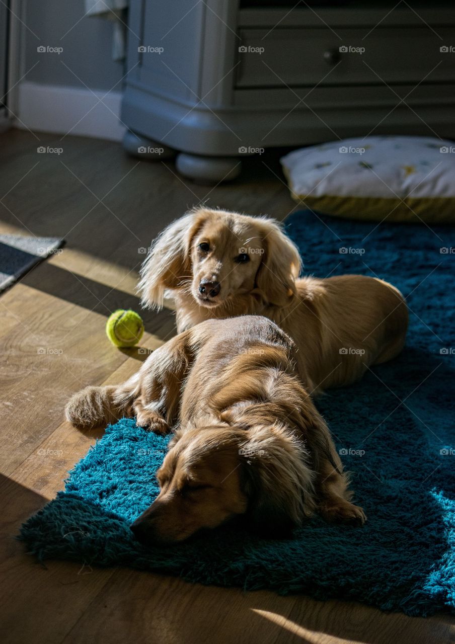 dachshund brothers relaxing at home on rug after a busy day