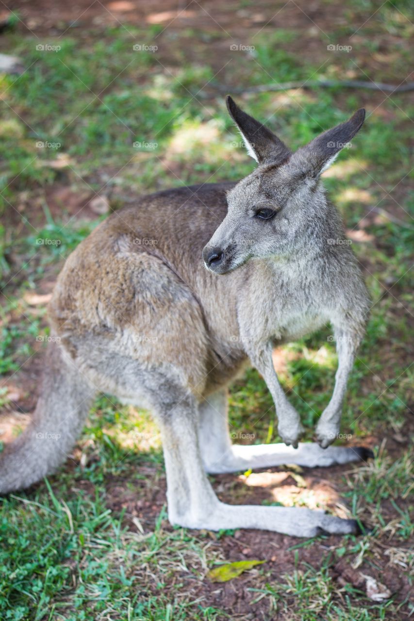 Close-up of kangaroo on grass