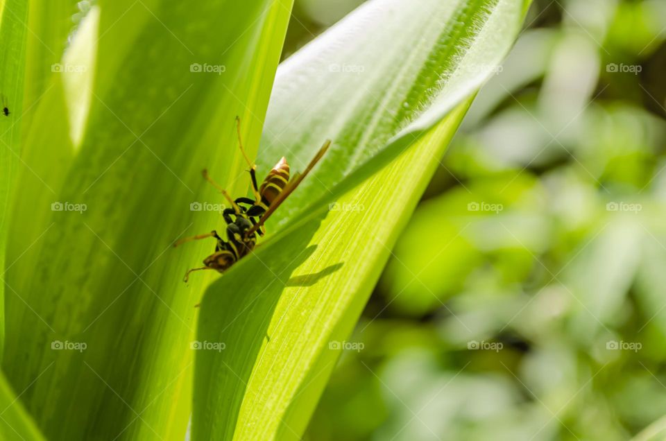 Pepper Wasp On Corn Leaf