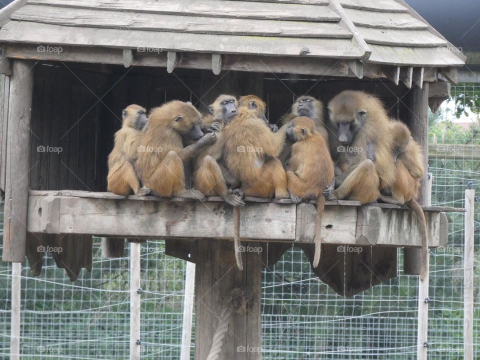A group of monkeys 