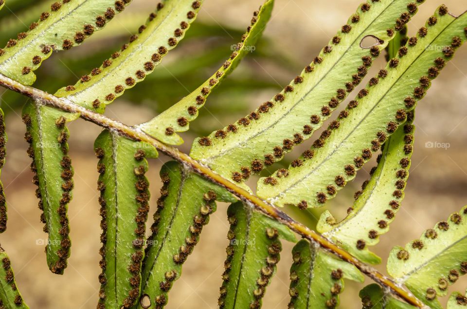 Spores On Ostrich Leaf