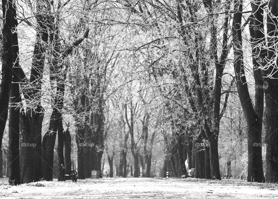 Tree, Wood, Winter, Snow, Landscape