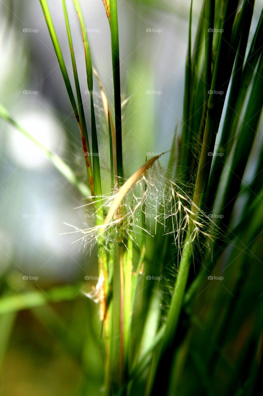 green grass seeds.