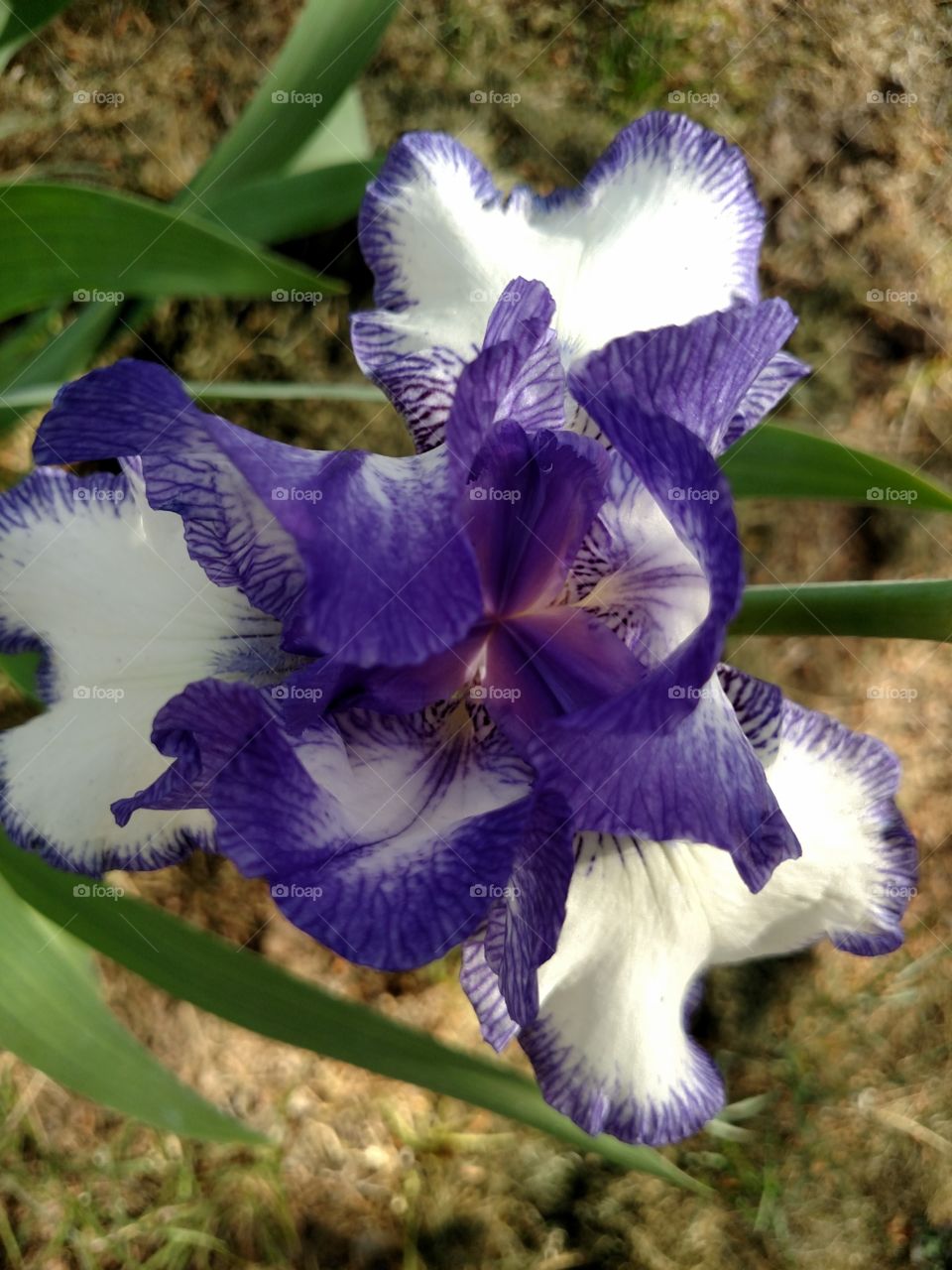 purple Easter lily