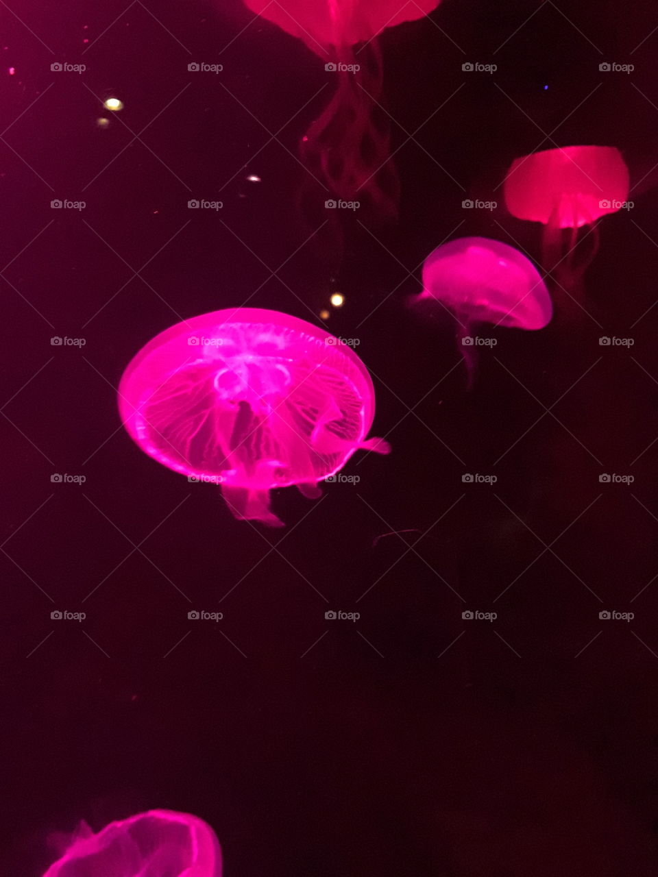 A Visit to the Aquarium