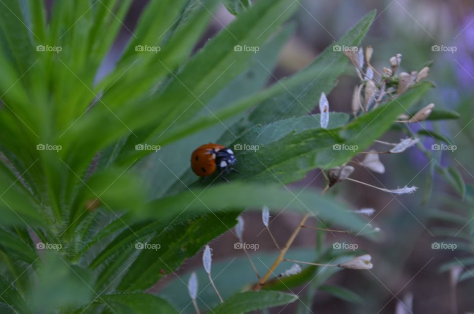 ladybug