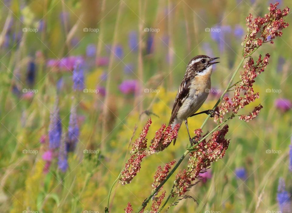 Singing bird on a summer meadow