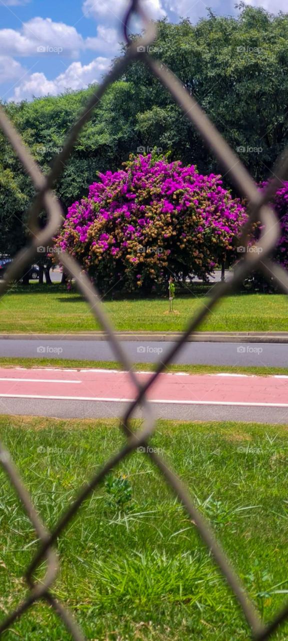 Image made through the link of a wire fence. In the background and in the center of the link, a beautiful tree of the species Bougainvillea with showy lilac flowers. Composing the image, shadow, blue sky with clouds and vegetation.