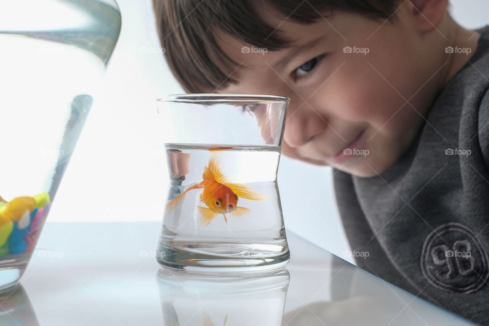 Looking after a goldfish