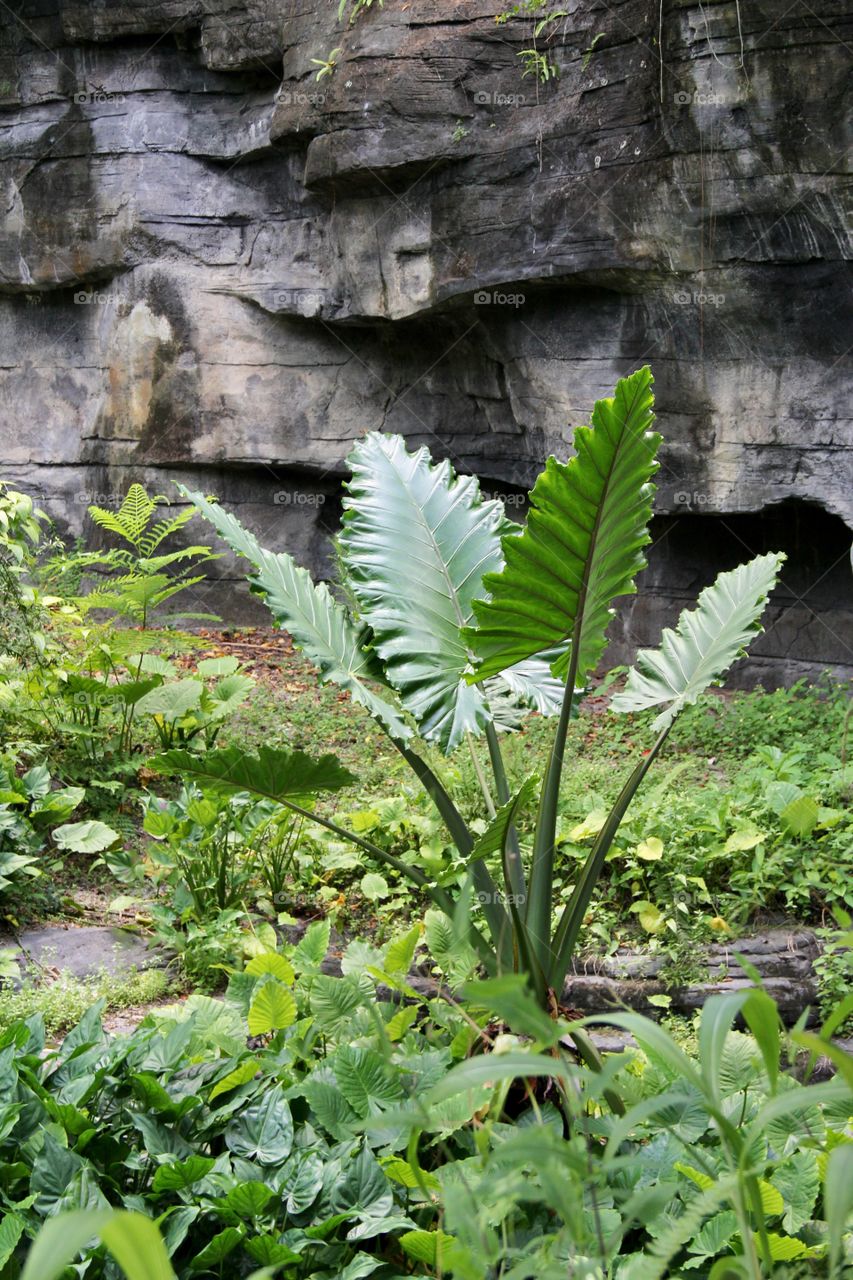 Plant in a rainforest 