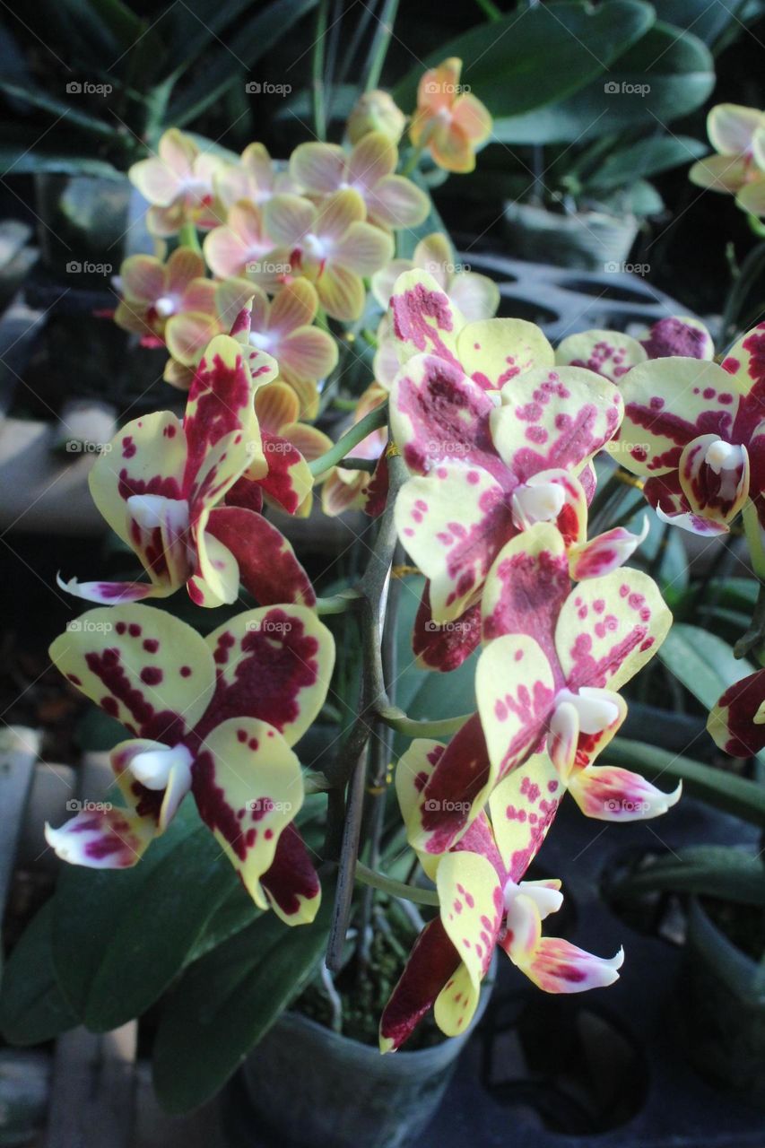 two colour orchid close up