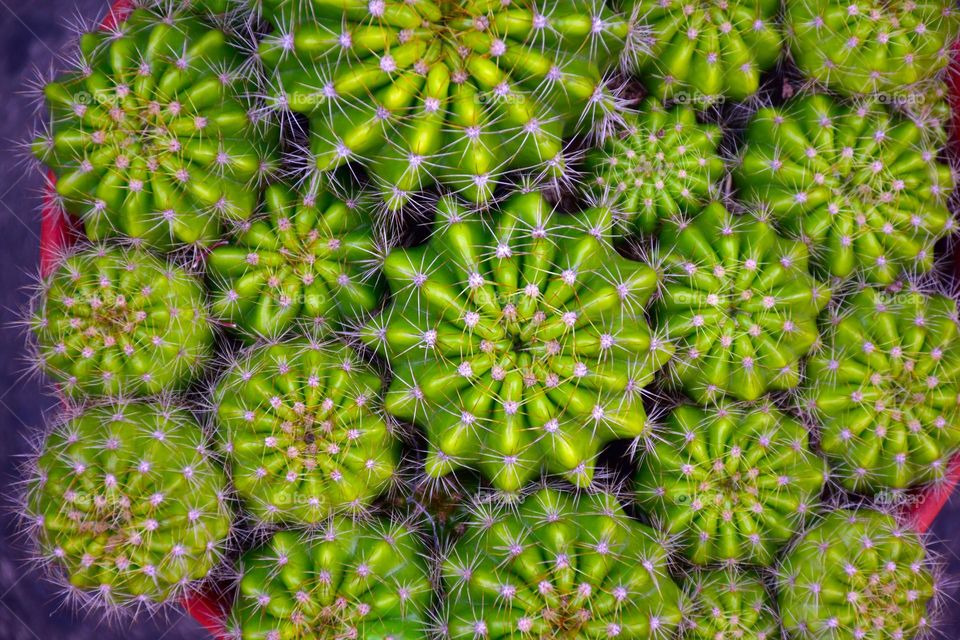 cactus