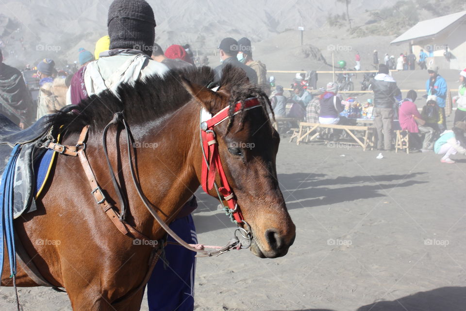 a horse in bromo