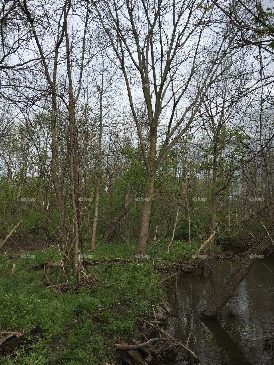 Woods along Allens Creek