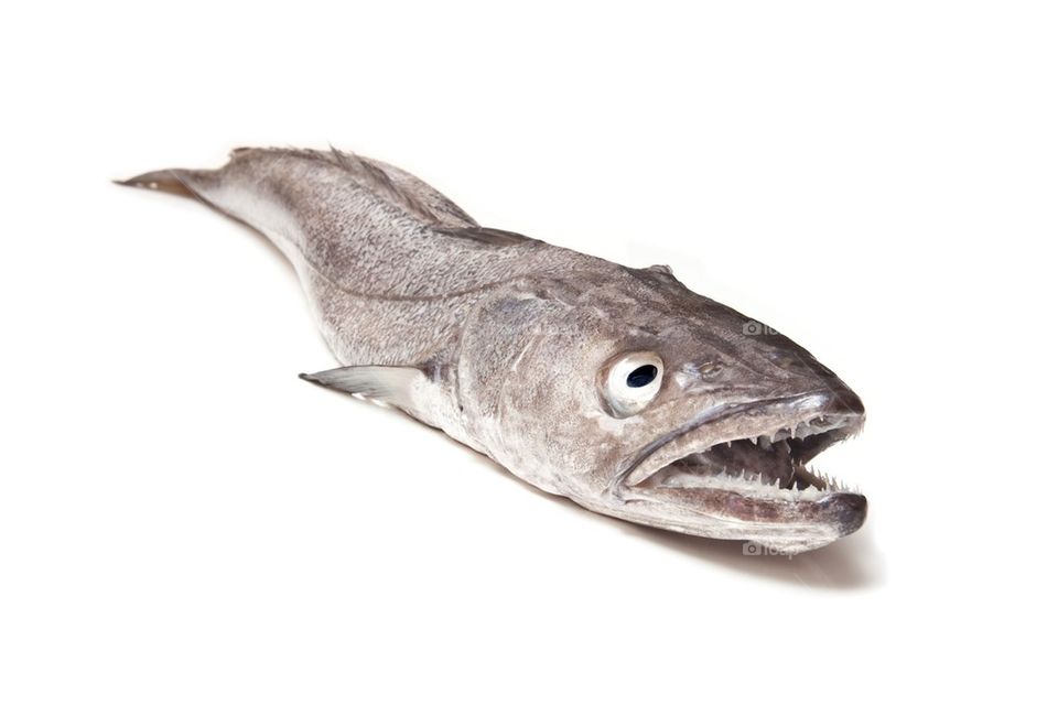 Hake fish