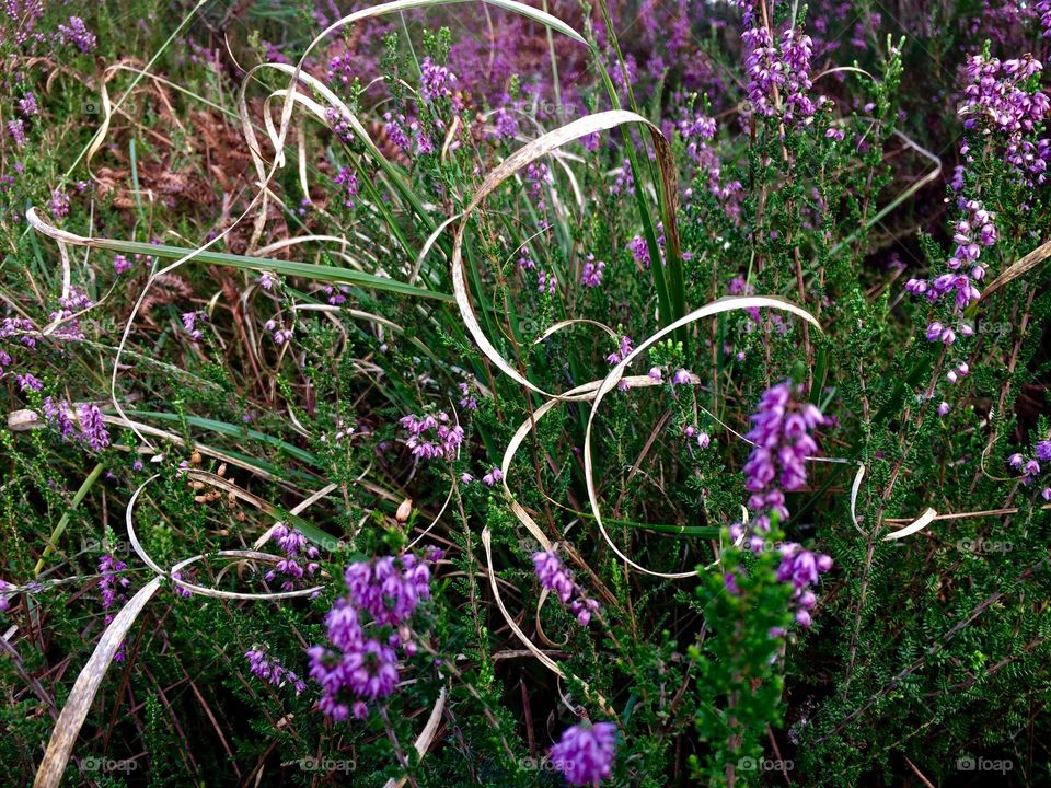 Purple flowers among the green 