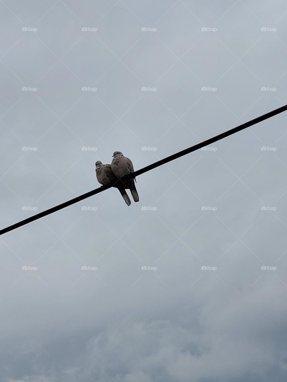 Love on cable wire...