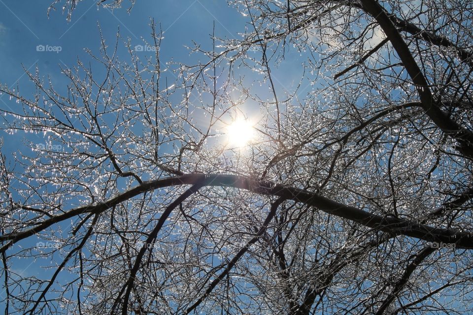 Ice covered branches with light Ray's shinning through as well as glinting off the melting winter frost.