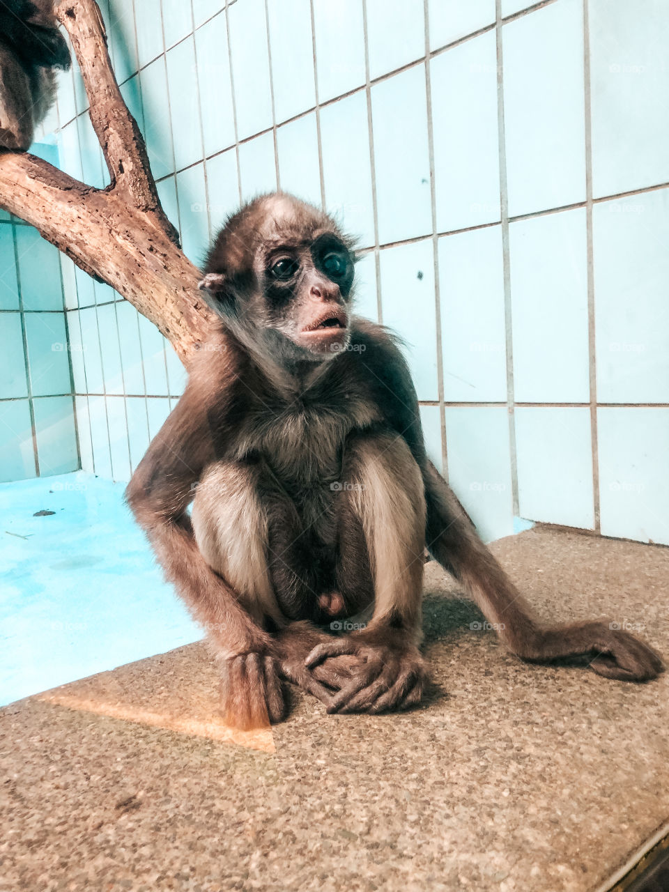 Monkey in a zoo 🤍