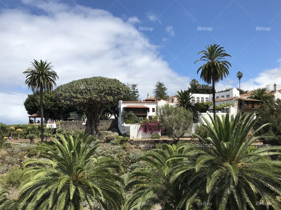 Palm, Tree, No Person, Daylight, Tropical