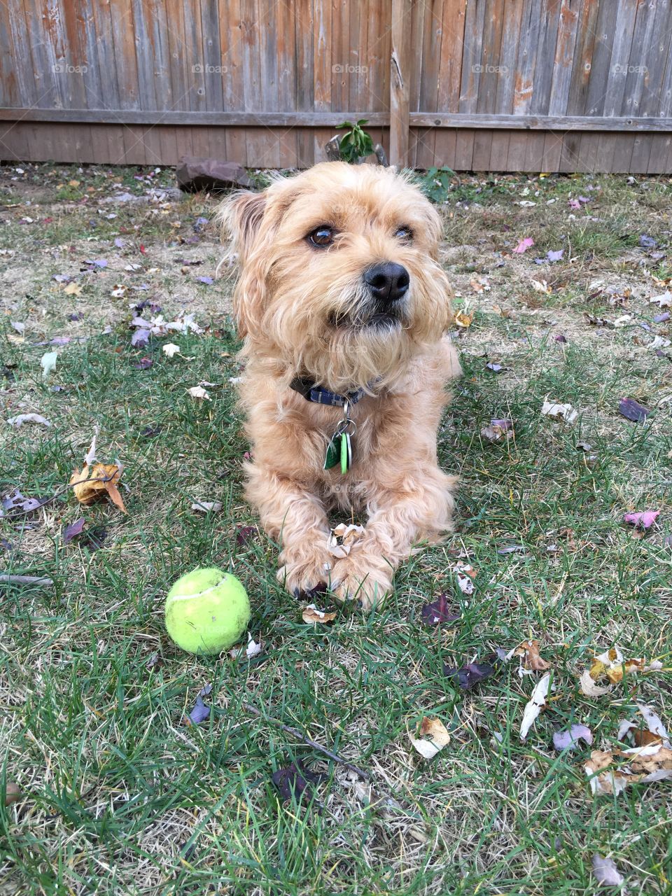 All I need is my tennis ball and a backyard!