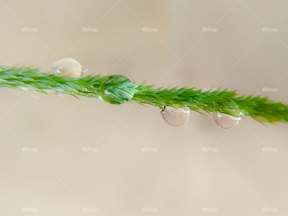 Macro shot of water drop over the green grass leaf