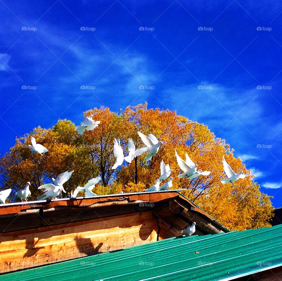 Bold and Beautiful 🕊