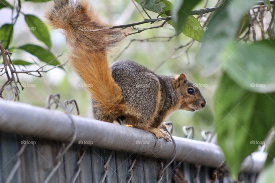 Squirrel 