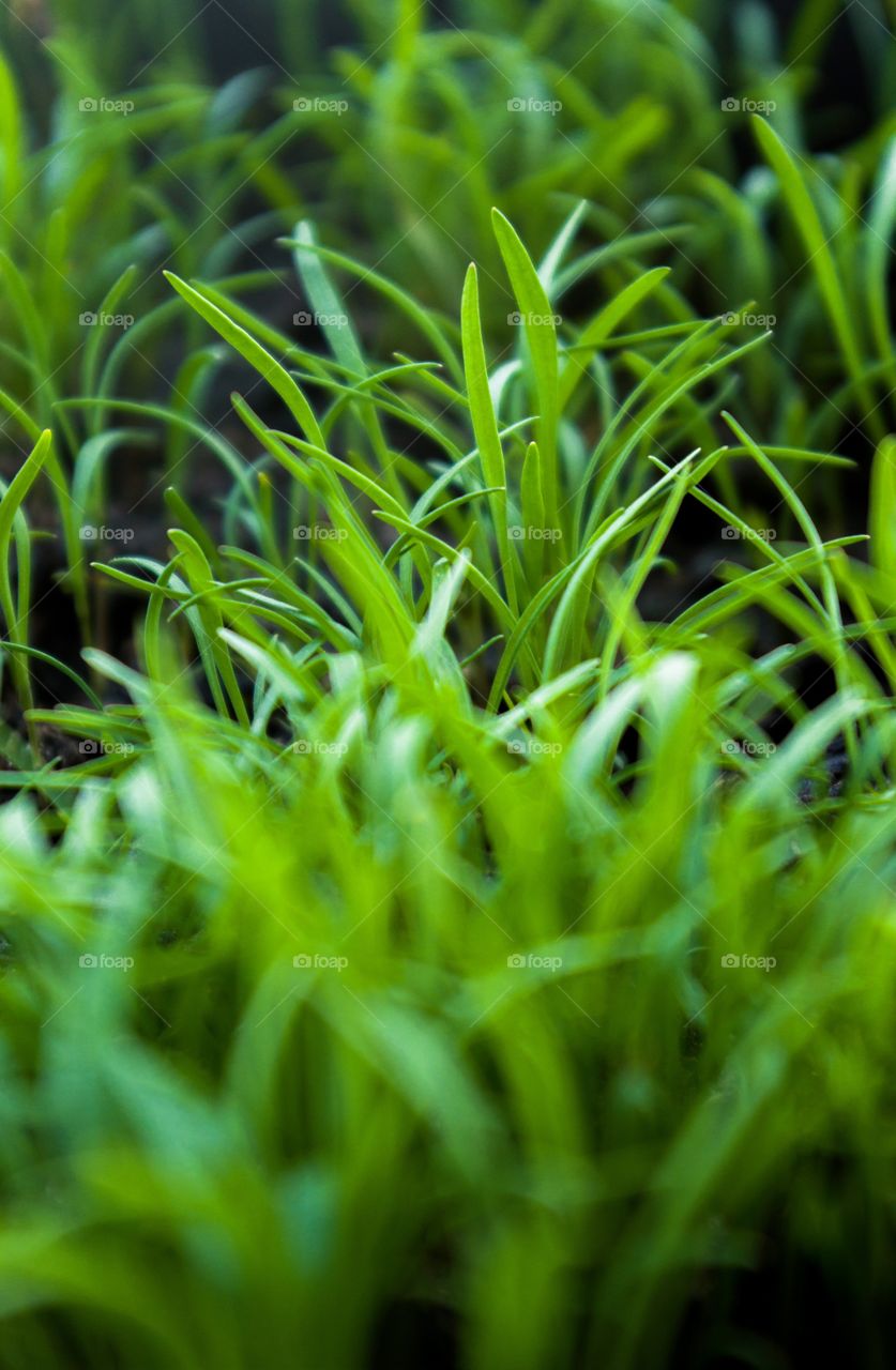 Green grass pattern 