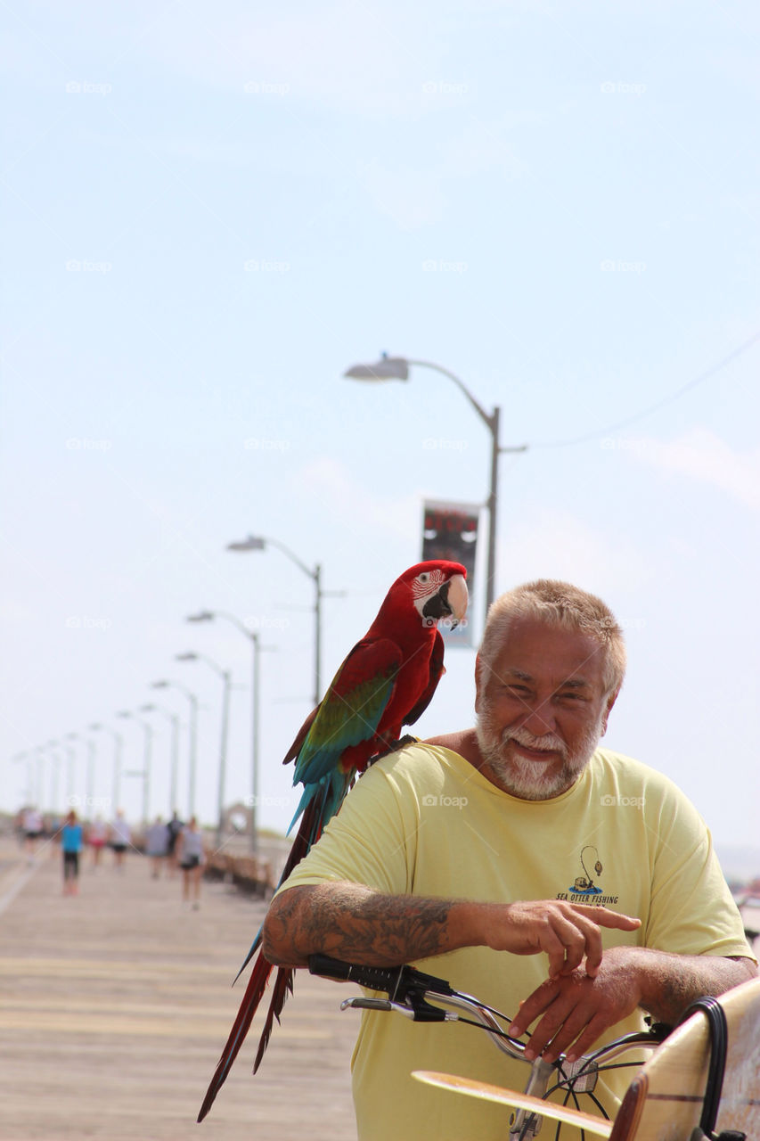 beach ny animal parrot by arya108