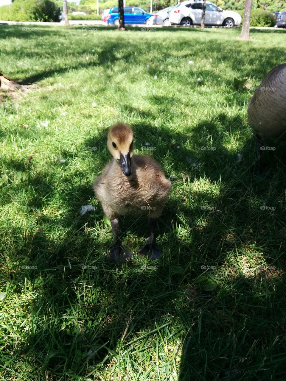 Baby goose in the grass. baby goose moving around in the morning sun