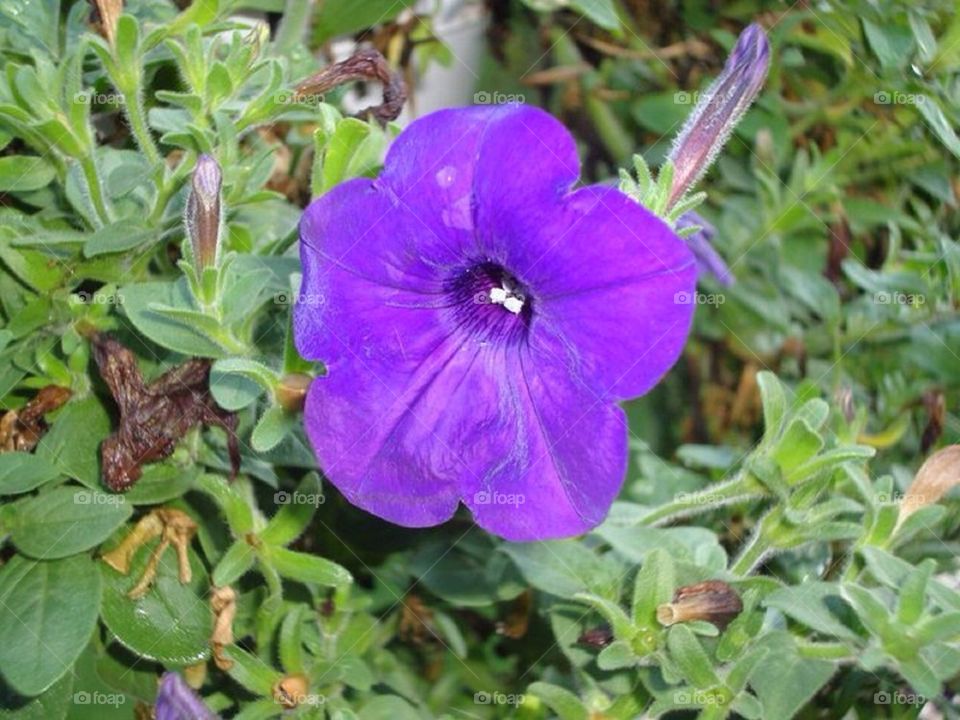 Purple flower