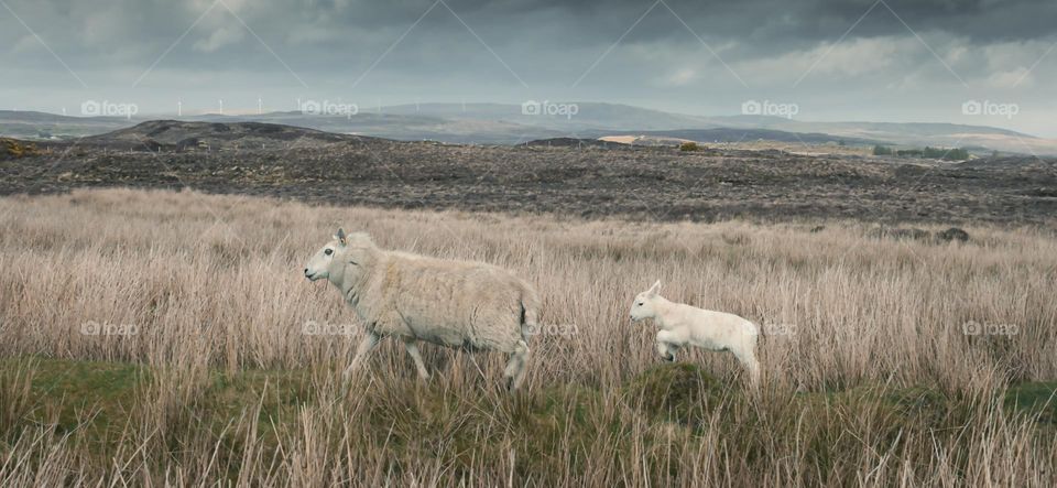 A ewe and her lamb traversing the Isle of Skye landscape 