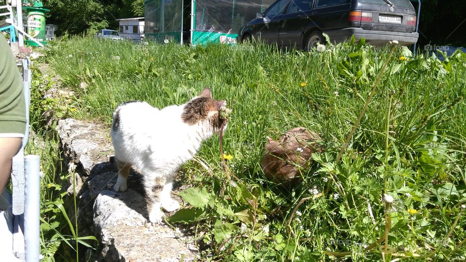 Grass, Nature, Outdoors, No Person, Summer