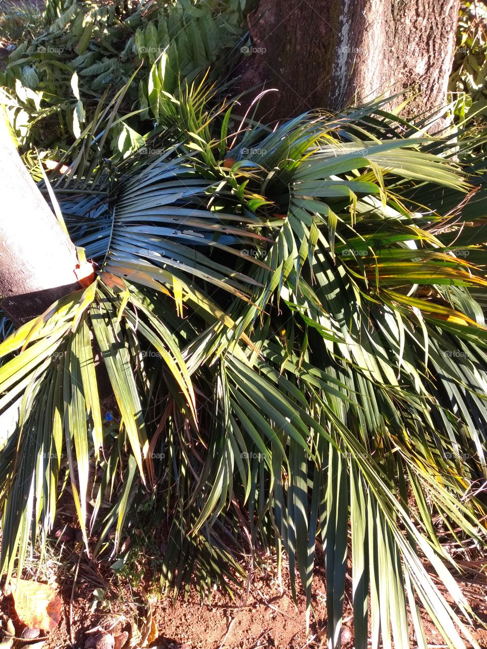 bem vindo foap natureza