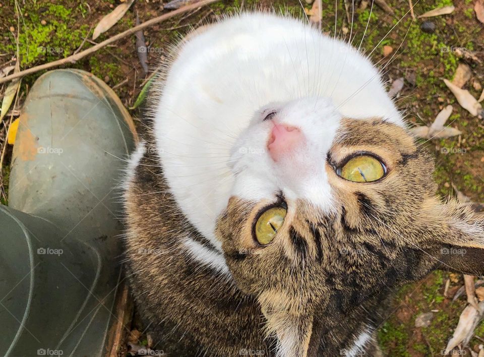 My cat Dot likes to follow me around the garden while I tend to the land, here she stares up at the camera while sitting next to my feet