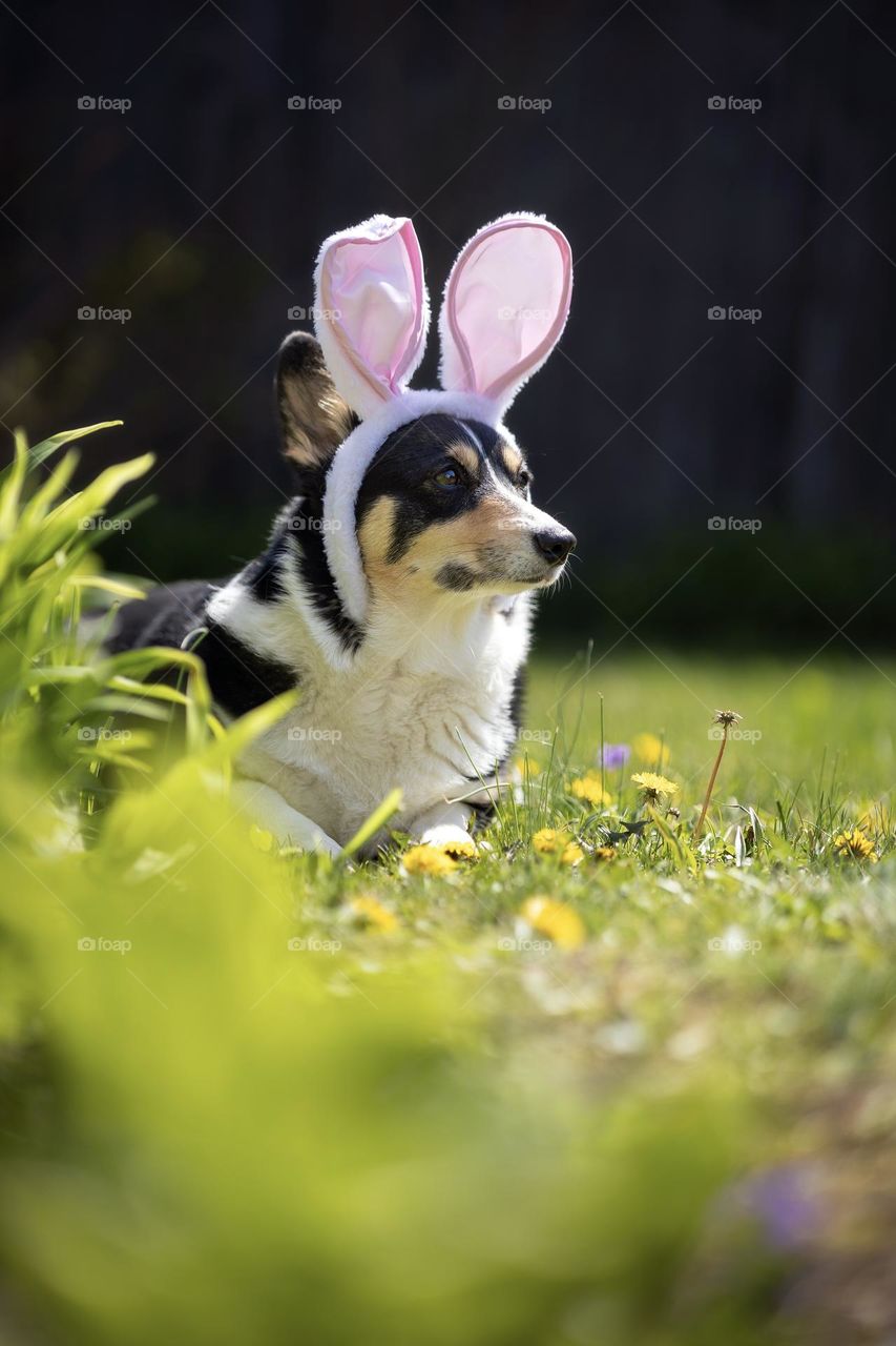 Corgi wearing bunny ears in a beautiful spring scene with green grass and flowers