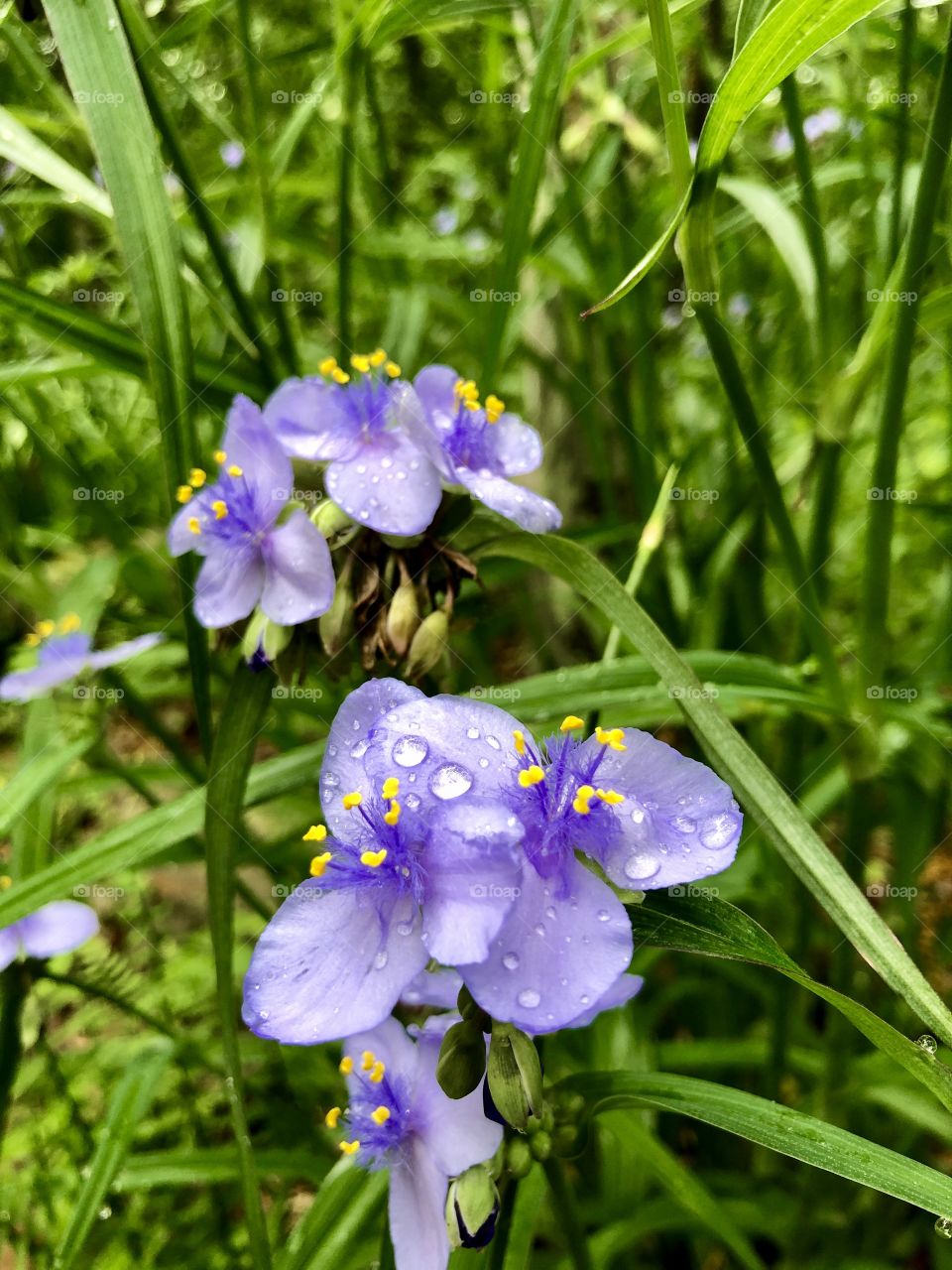 Closeup of purple spiderwort after spring rain 