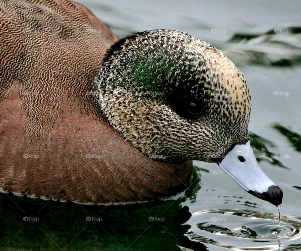 Closeup of a Wigeon Duck