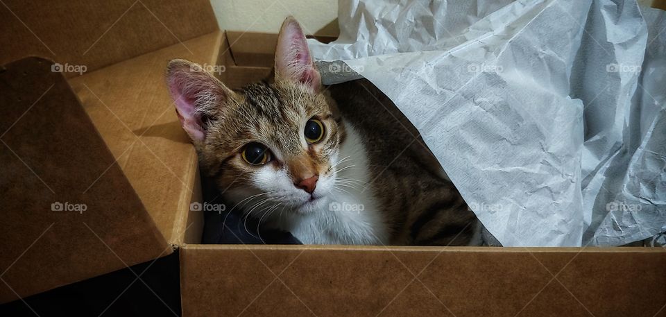 Don't buy me expensive toys, I prefer to play with my shoe box😅