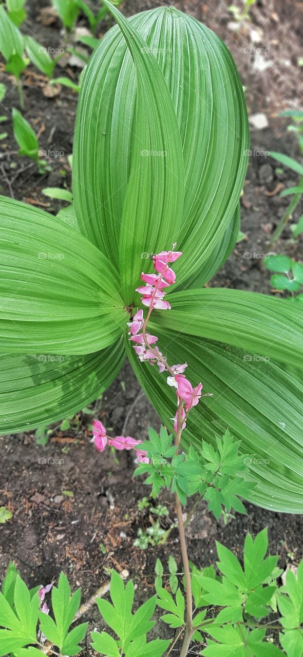 сереневый цветок