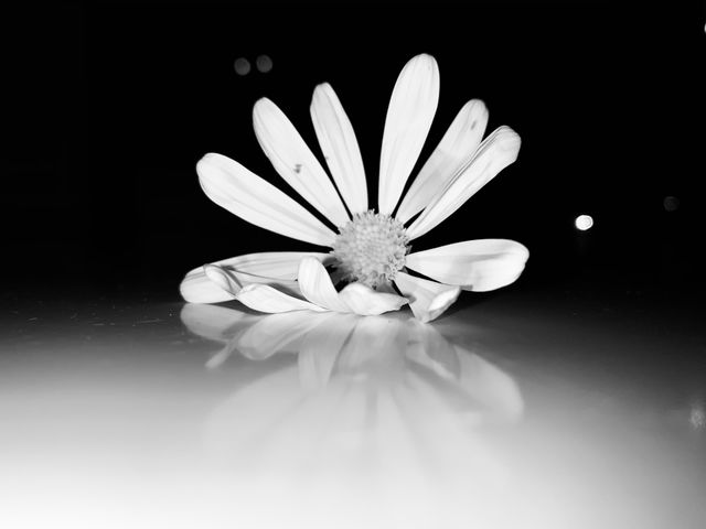 Flower in the night