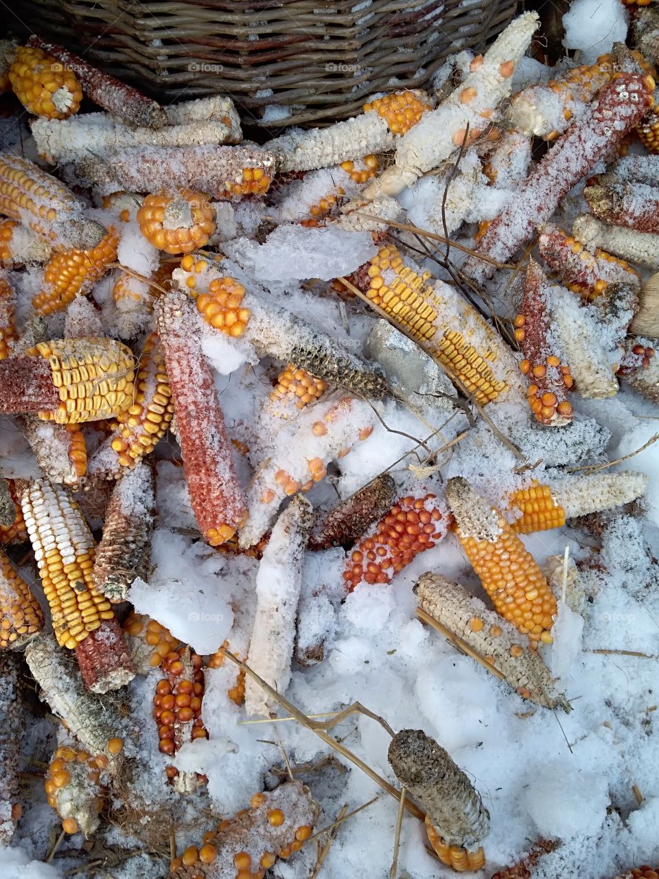 Corn ar garbage,covered by snow