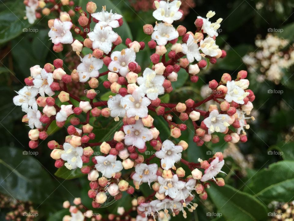 Close-up of flowers blooming