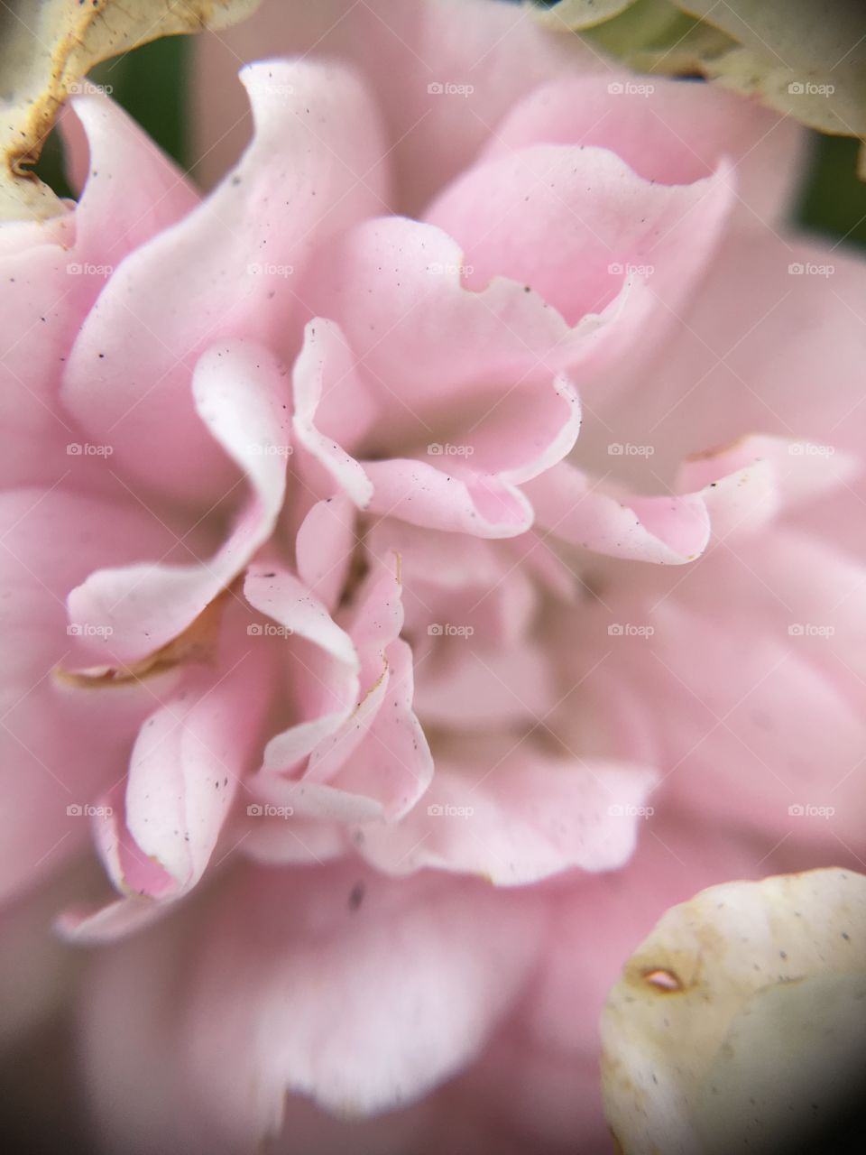 Pink petals closeup