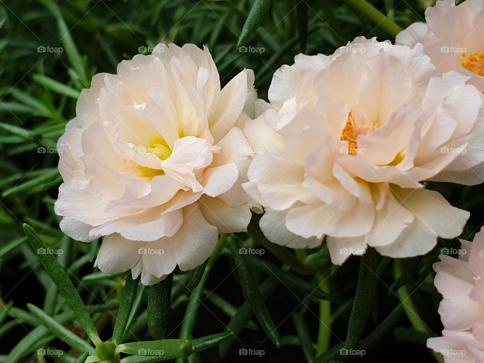 my beautiful Portulaca grandiflora