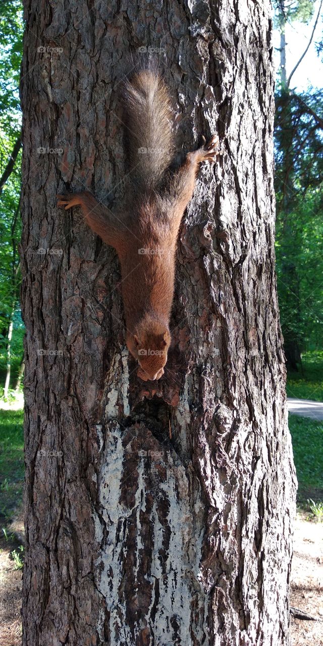 белка на дереве