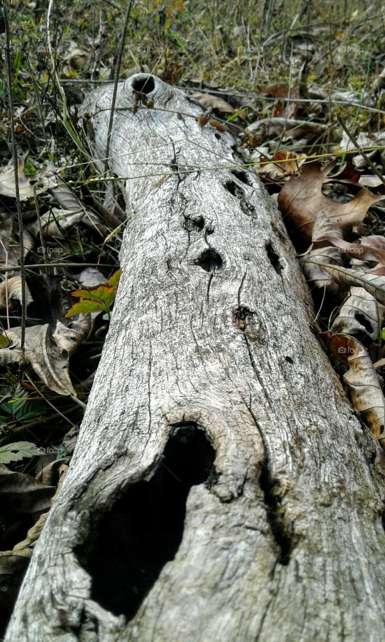 Old Log